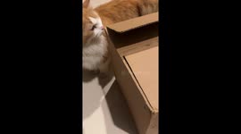 When Another Cat Steals Your Box