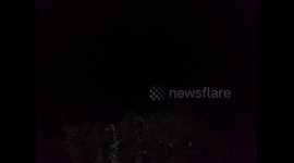 Bucks Beast cat at night stalking dear heards near M40 Motorway in Buckinghamshire