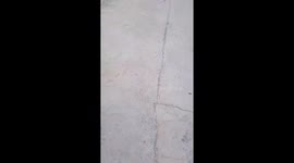 Armadillo Plays Football