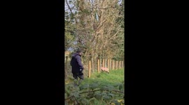 Man helps free lamb with head stuck in fence