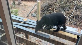 Mama Black Bear and Three Cubs Feed on Birdseed After Hurricane