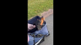 Disabled Dachshund Takes His Ball For A Walk