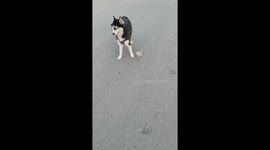 My Husky Refused to Go Home Without Her