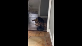 German Shepherd Unfazed By Robot Vacuum