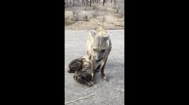 Spotted Hyena Nurses Her Cubs