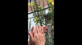 Applause brings flowers to bloom in scenic spot in China