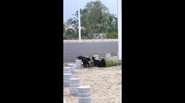 Woman playfully “baas” at lambs in China