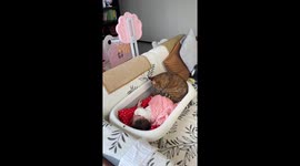 Gentle cat