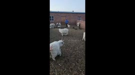 Cute lamb seeks comfort from caretaker as it cannot find mother in China