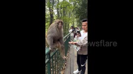 Tourist clawed in face by aggressive monkey whilst filming feeding session in China