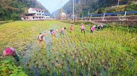 China: Villagers Harvest Rice Straws in Guizhou