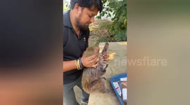 Social organisation resqued a monkey catched high tension wire by left hand then body is effected in Shahdol, Madhya Pradesh
