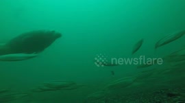 Grey seals and Atlantic bluefin tuna attacking a shoal of herring in the Irish sea