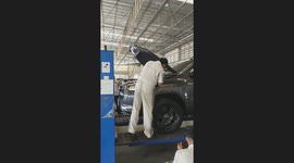 Toyota mechanics catch snake under car in for repairs