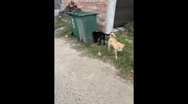 Curious dog sticks its head through hole in wheelie bin