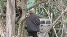 Austria: Red Pandas Settle into Spacious New Home at Vienna Zoo, Welcoming Otter Roommates Soon