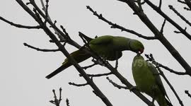 Parrot feeding another parrot. France, Paris suburb, Yvelines, Bois d'Arcy. 6 nov 2024