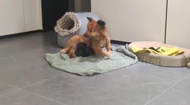 Mother cat carries newborn puppy to its own nest