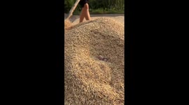 Youngster pranks his grandmother as she harvests wheat