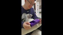 Pet owner fools cat with magic trick