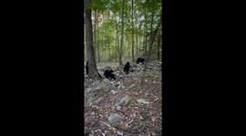 Mama Bear Protects Her Cubs