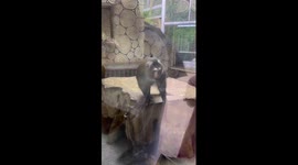 Expressive monkey amuses zoo visitors in China