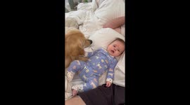 Baby Bonds With Golden Retriever Puppy