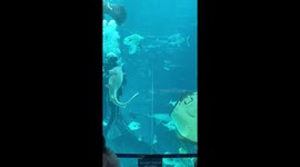 Diver bonds with shark in underwater encounter at Cebu aquarium