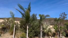 High Wind in San Bernardino County Mountains, USA