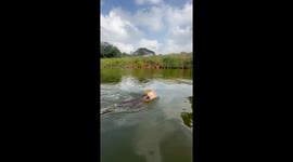 Swimming Monkey