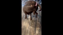 Dog Attempts To Untangle Legs