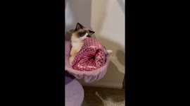 Magnificent Merkitty