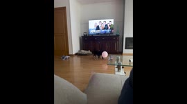 Puppy's Jump Thwarted By Balloon