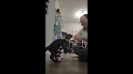 Kitten Walks With Custom Leg Braces