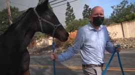 US, Los Angeles: Ventura County Horse Rescue During Mountain Fire Evacuations With Resident On Camera Part 3