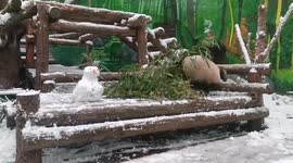 Panda cub wrecks snowman in enclosure and tries to build one herself