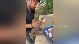 Electrocuted monkey treated by vets in India