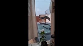 Dog urinates on car roof