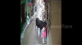 India: A stray Bull attacked a woman People praised the bravery of the woman