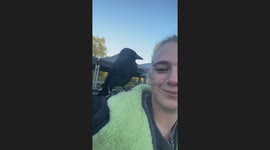 Crow pulls off woman's earring in York