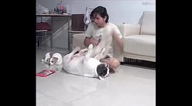 Dog enjoys a wipe down in Bangkok