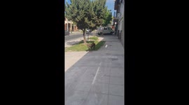 Bird repeatedly swoops at dog in playful street encounter