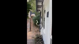 Snakes engage in fierce fight at Kin Kin window