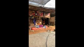 Rooster roosts near napping person’s head in Mueang Buri Ram District Thailand