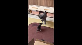 Cat's reluctant reaction to kitten in Liaoning, China