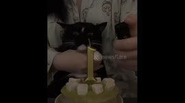 Cat's cake moment ends with a surprise in Jiangsu, China