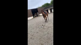Puppy leads horse by collar rope in China