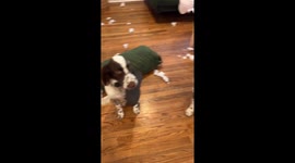 Tampa dog owner shares video of their dogs' mischief and innocent faces