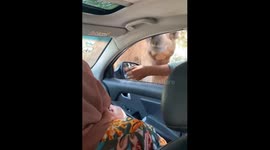 Person in Alexandria afraid of camel while attempting to feed it
