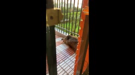 Wild boar spotted outside home in Madrid